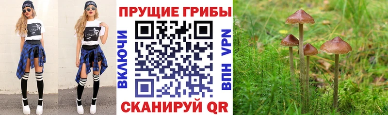 Псилоцибиновые грибы Psilocybe  сайты даркнета официальный сайт  Дмитров  наркотики 